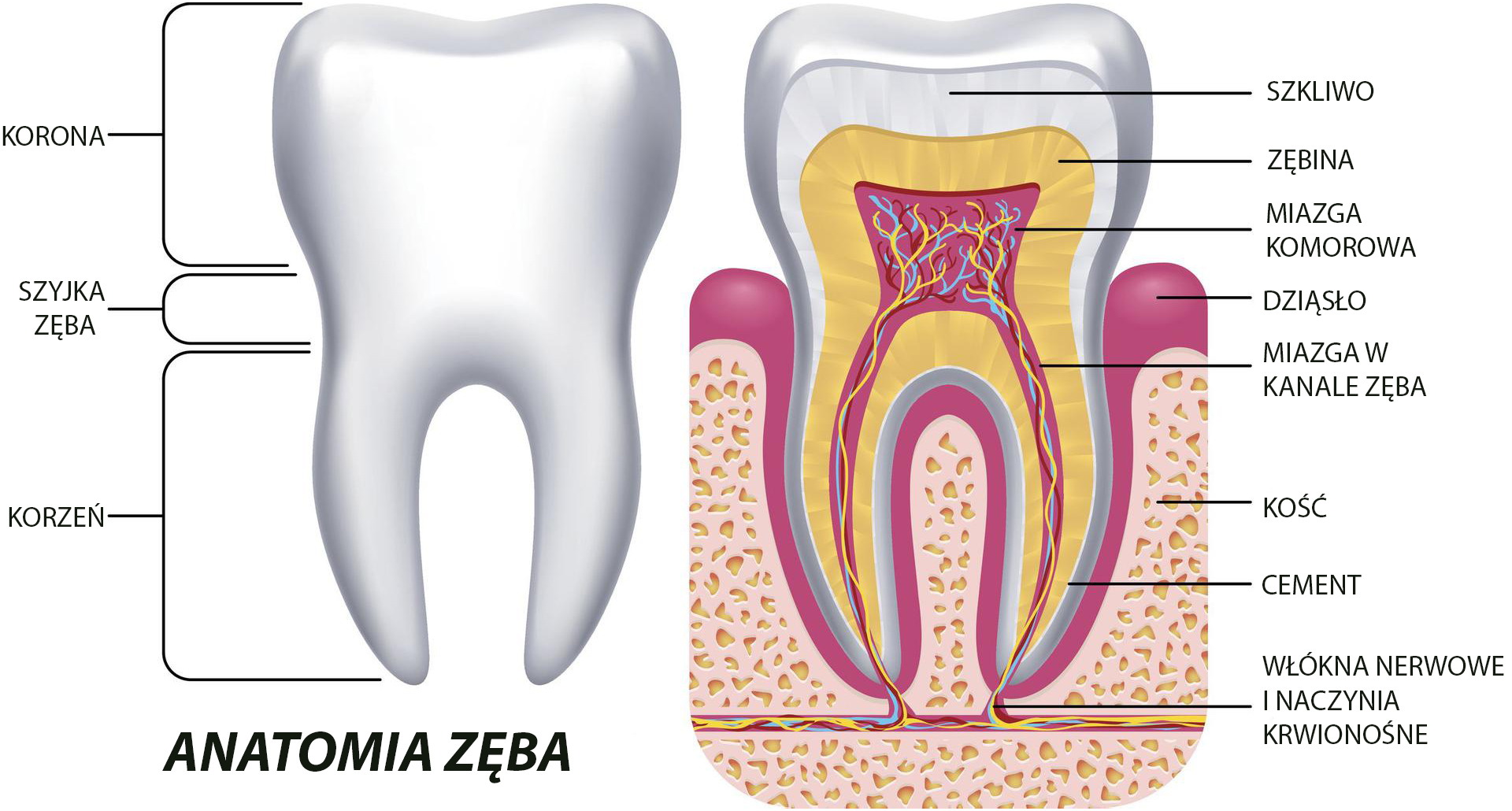 Anatomia zębów Anatomia zębów