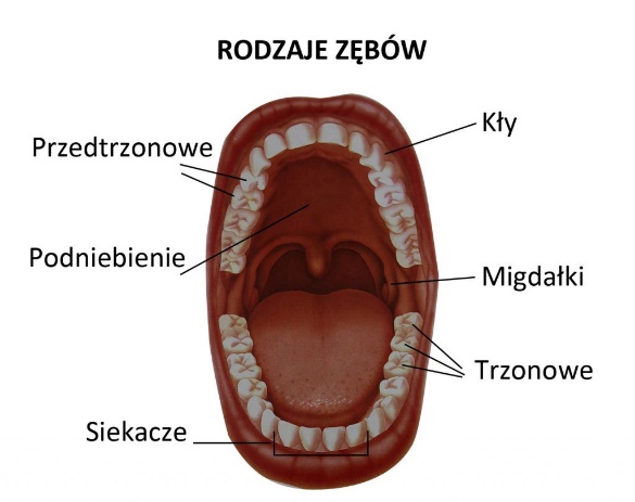 Rodzaje zębów